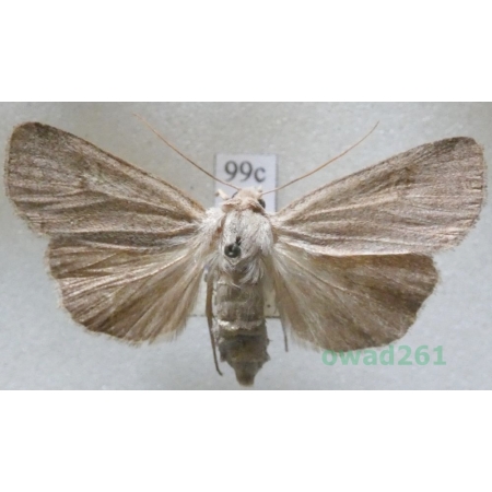 Xestia castanea (Esper, 1798) Czech99c